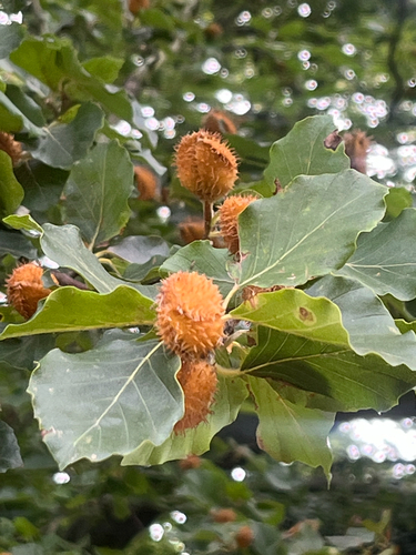 European beech