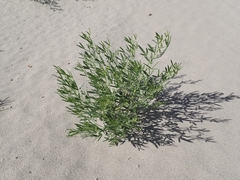 author not stated, no rights reserved Ladeania lanceolata, photograph author not stated, no rights reserved