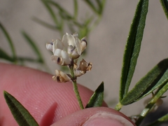 author not stated, no rights reserved Ladeania lanceolata, photograph author not stated, no rights reserved