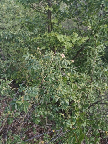 Rosa micrantha