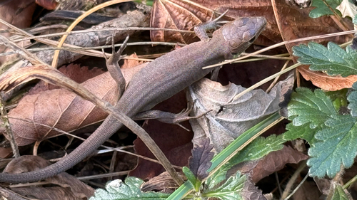 Green Lizard