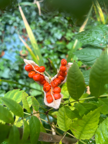 Stinking iris