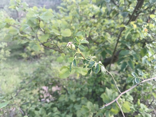 Rosa micrantha, photograph 4