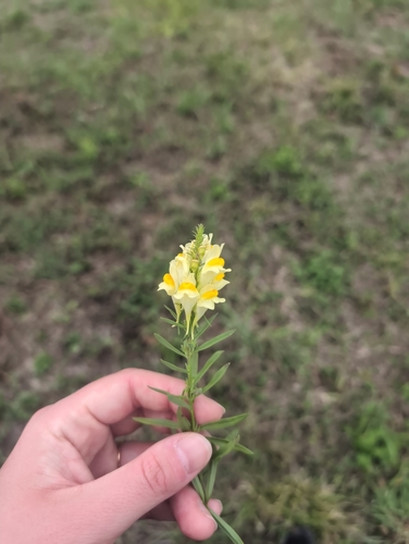common toadflax
