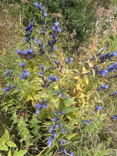 willow gentian