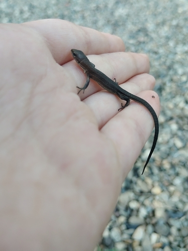 Darevskia praticola pontica