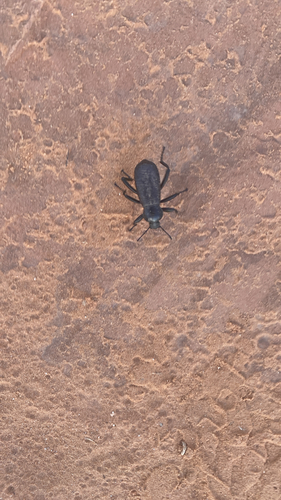 Obscure Darkling Beetle