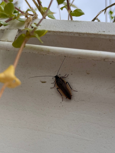 Forest Cockroach