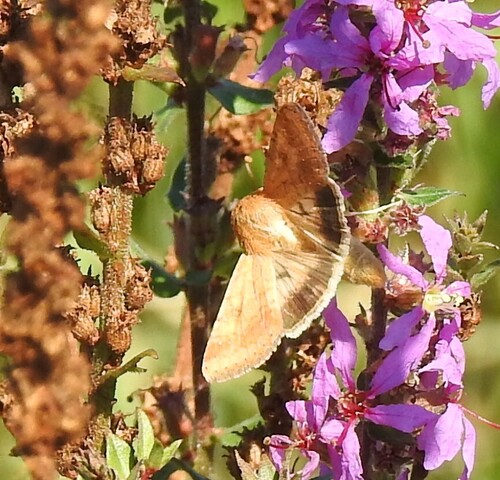Cotton Bollworm Moth