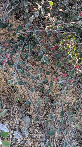 Cotoneaster nummularius