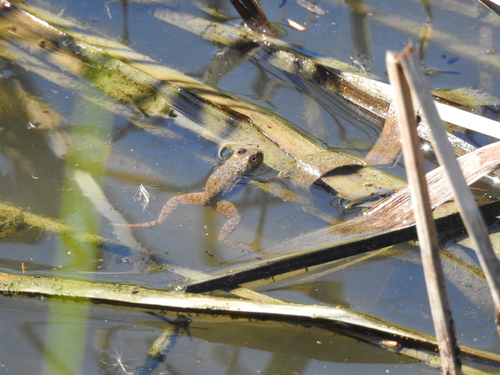 American Bullfrog