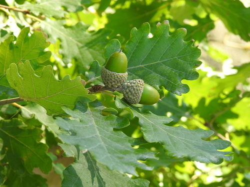 downy oak