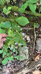 Campanula divaricata, photograph (c) Dmitry Podobreev, some rights reserved (CC BY)