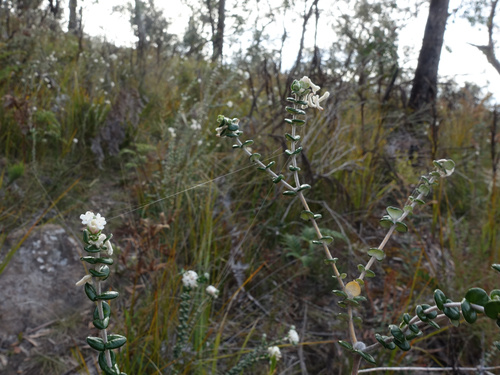 Pimelea nivea, photograph 1