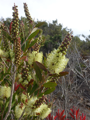 Melaleuca pallida