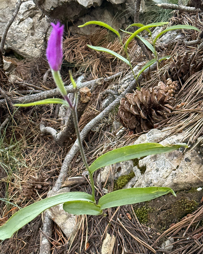 Cephalanthera rubra, photograph 1