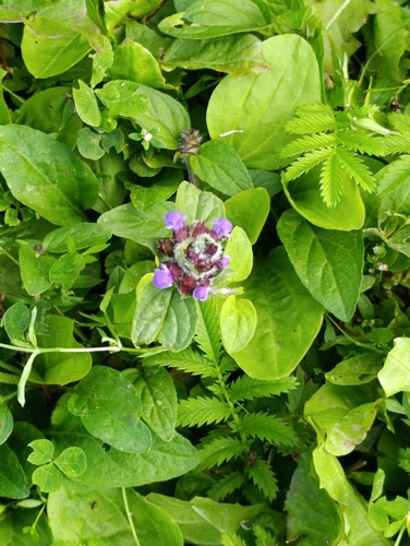 Наблюдение на iNaturalist