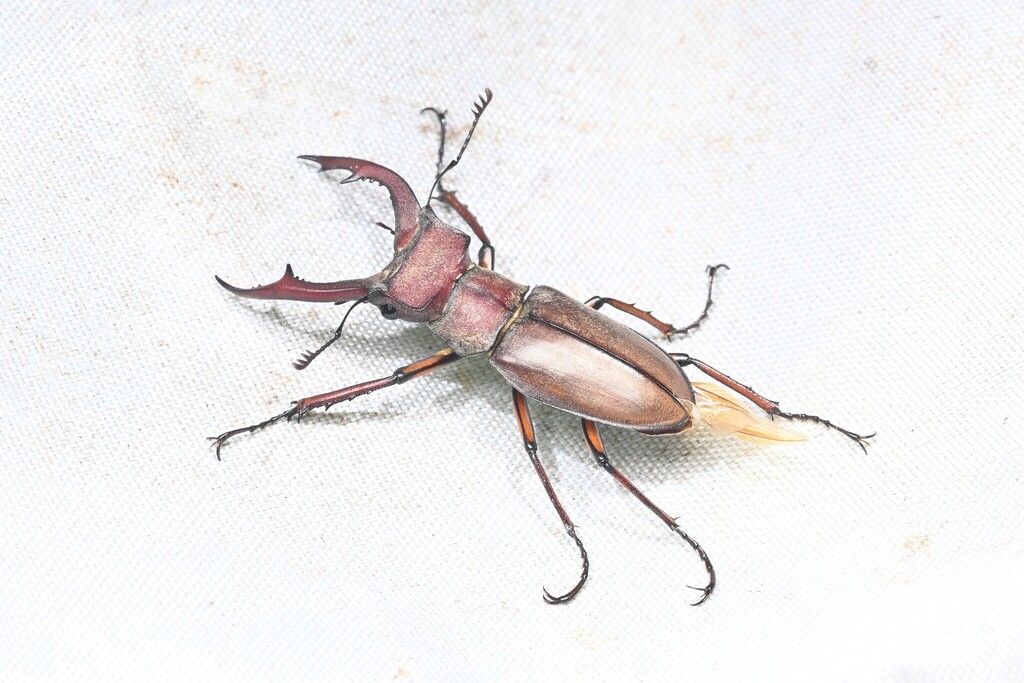 Lucanus cyclommatoides