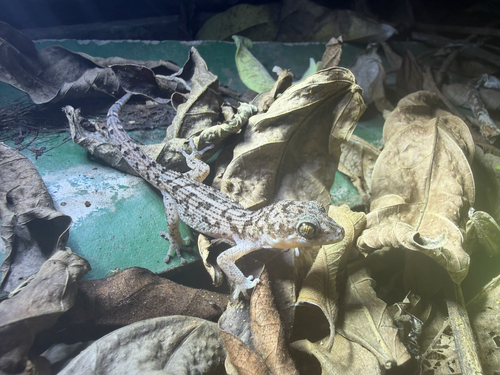 Siamese Leaf-toed Gecko