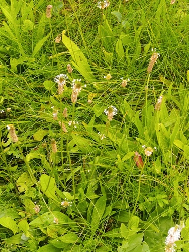 Наблюдение на iNaturalist