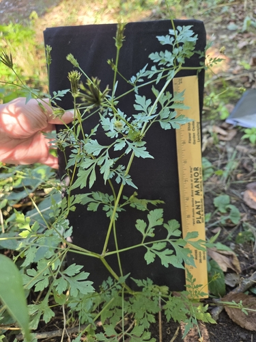 Spanish needles