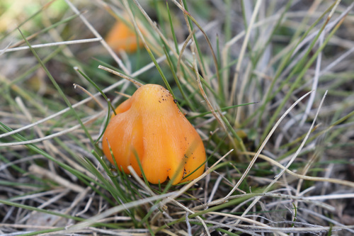 Persistent Waxcap
