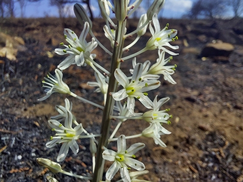 Red Squill