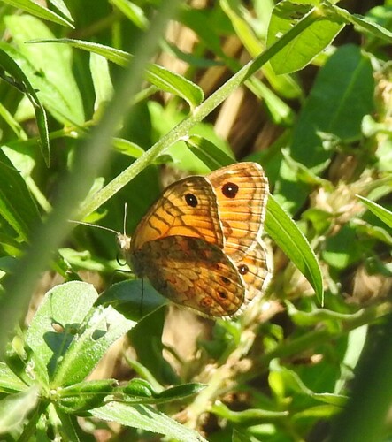 Wall Brown