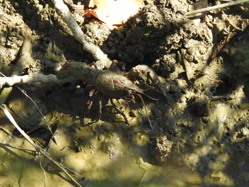Red Swamp Crayfish