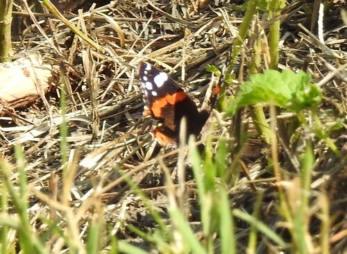 Red Admiral
