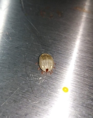 Rhipicephalus microplus