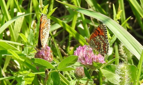 Knapweed Fritillary