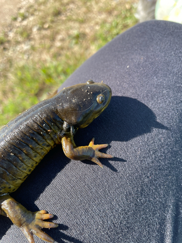 Western Tiger Salamander
