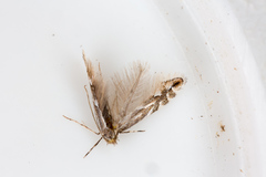Phyllonorycter cerasicolella