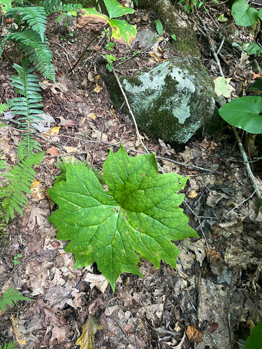 Diphylleia cymosa observed 2026-09-06