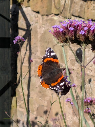 Red Admiral