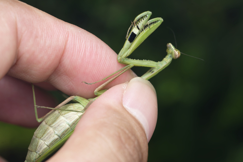 Asian Jumping Mantis