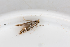 Phyllonorycter cerasicolella