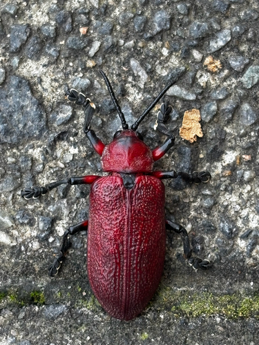 Coraliomela brunnea