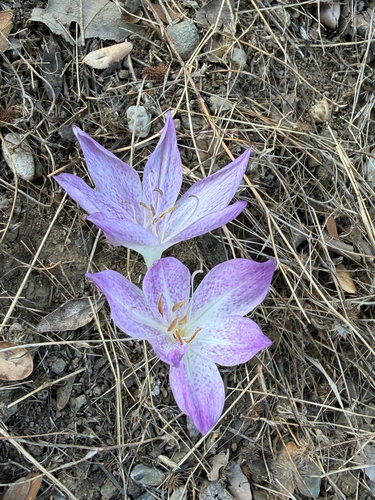 Colchicum bivonae