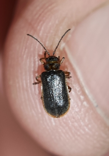 Waterlily Leaf Beetle