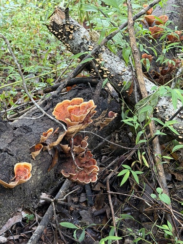 False Turkeytail
