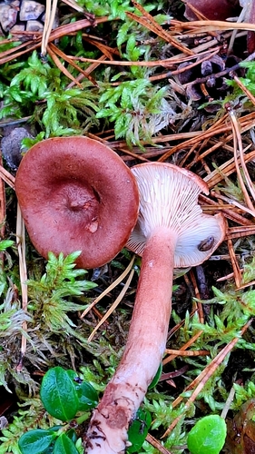 Rufous Milkcap