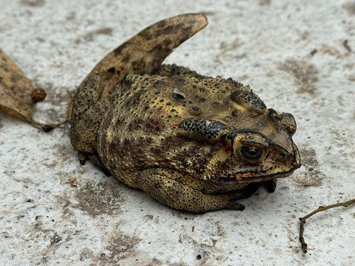 Asian Common Toad