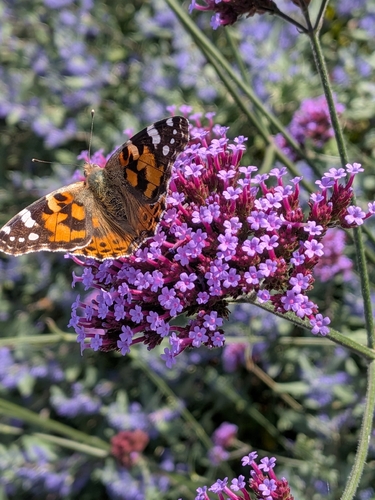 Painted Lady