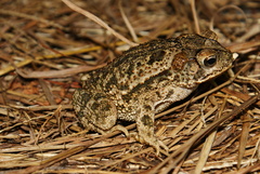 Incilius mazatlanensis