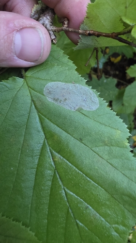Nut Leaf Blister Moth