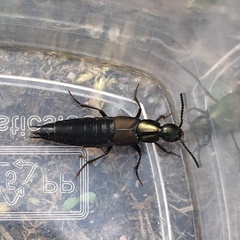 Philonthus decorus
