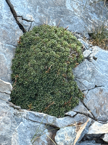 Saxifraga scardica