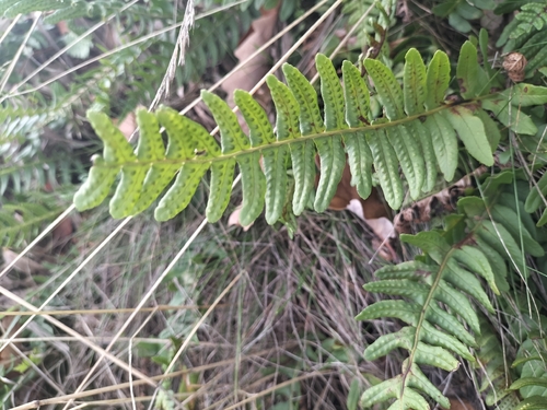common polypody